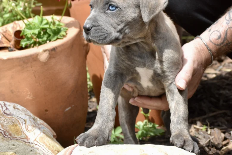 Cane Corso