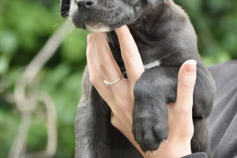 Cane Corso
