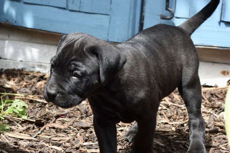 Cane Corso