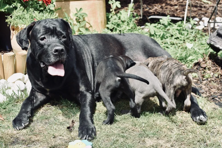 Cane Corso