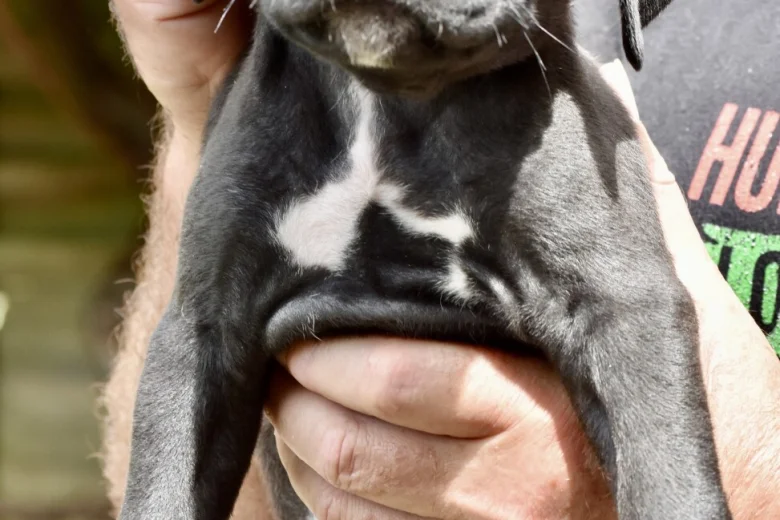Cane Corso