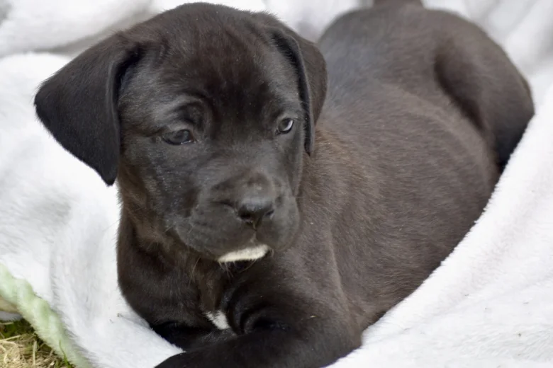 Cane Corso