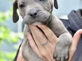 Cane Corso