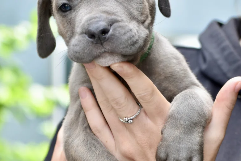 Cane Corso