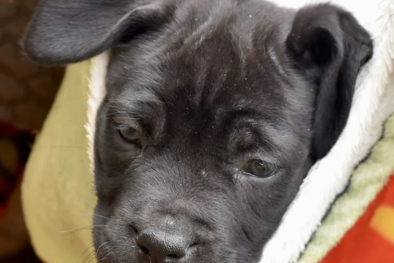 Cane Corso