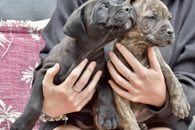 Cane Corso