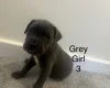 Cane Corso