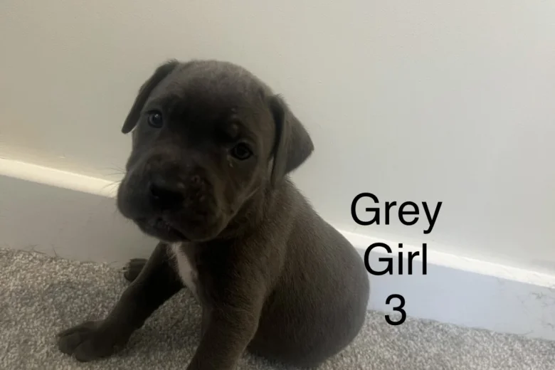 Cane Corso