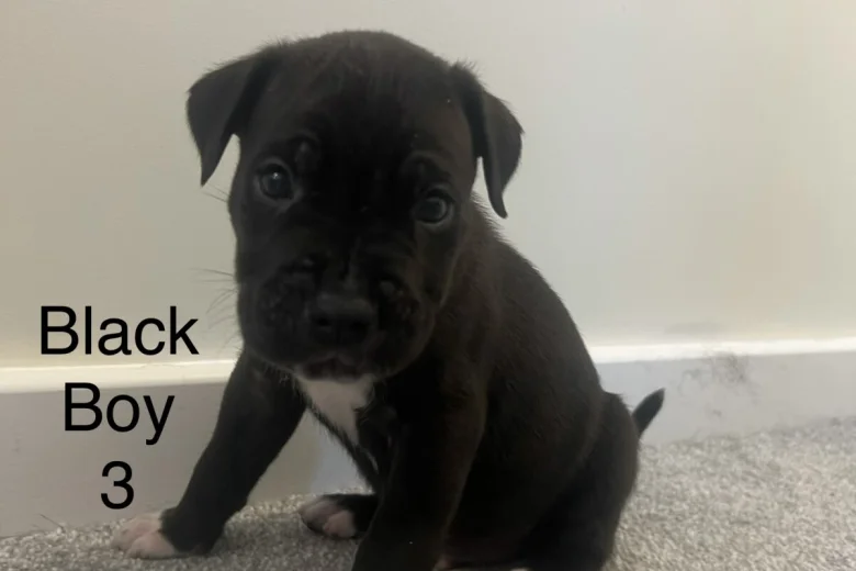 Cane Corso