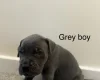 Cane Corso
