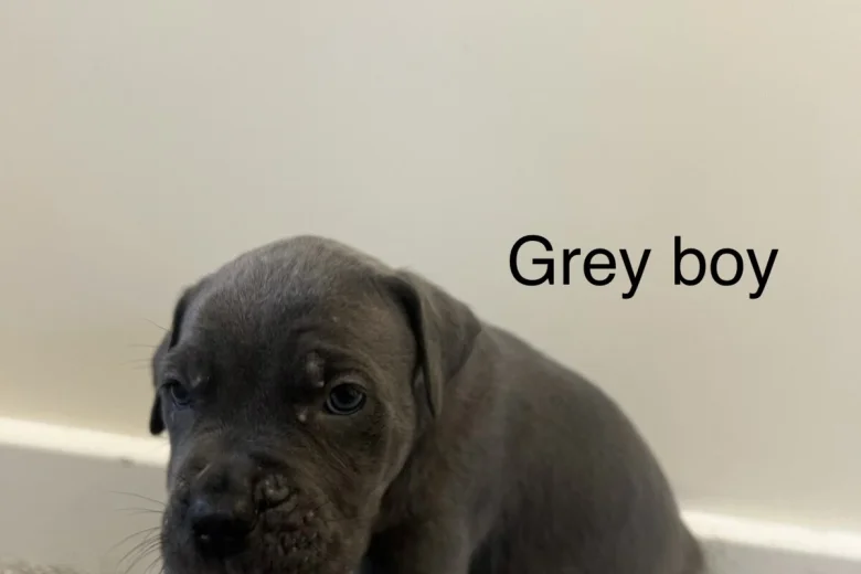 Cane Corso
