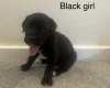 Cane Corso