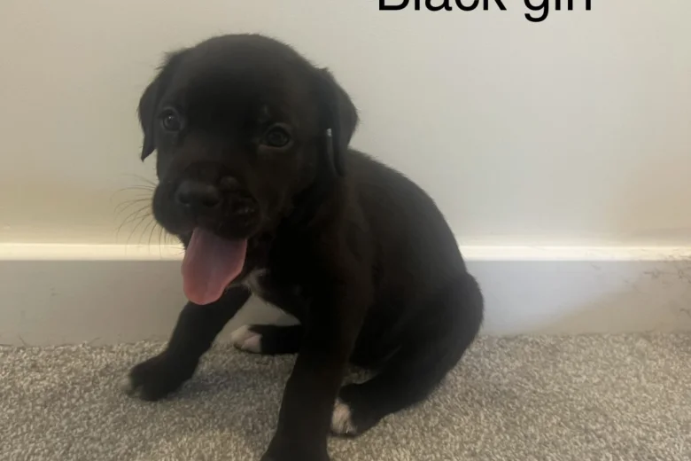 Cane Corso
