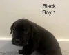 Cane Corso