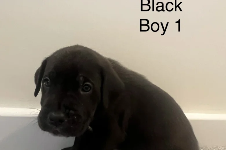 Cane Corso