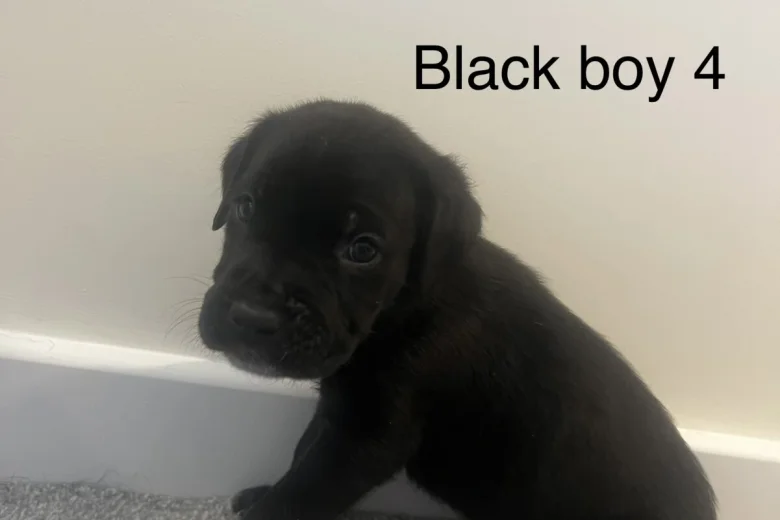 Cane Corso