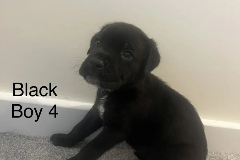 Cane Corso