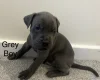 Cane Corso