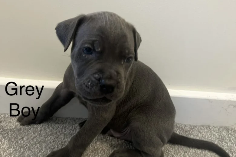 Cane Corso