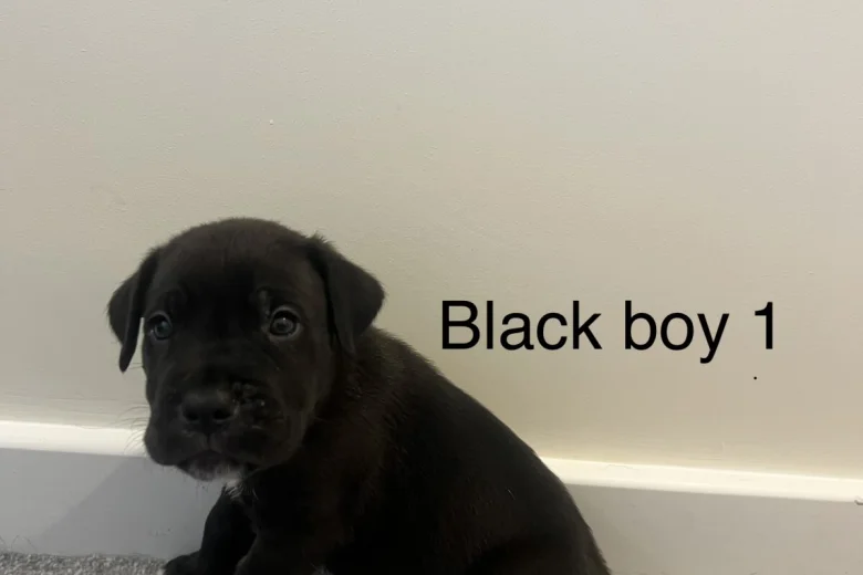 Cane Corso