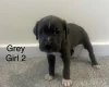 Cane Corso