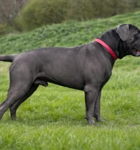Sire