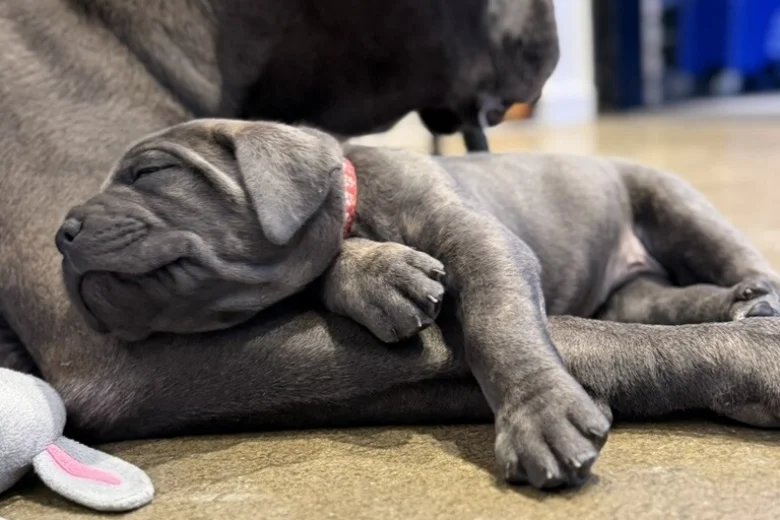 Cane Corso