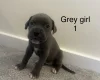 Cane Corso