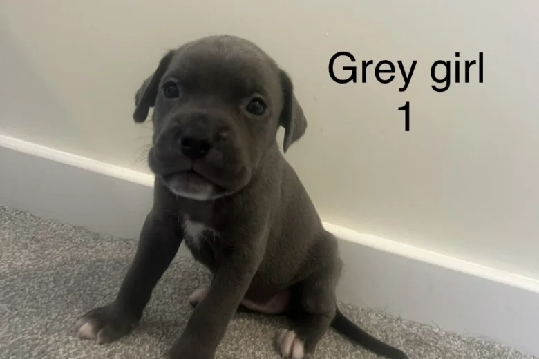 Cane Corso
