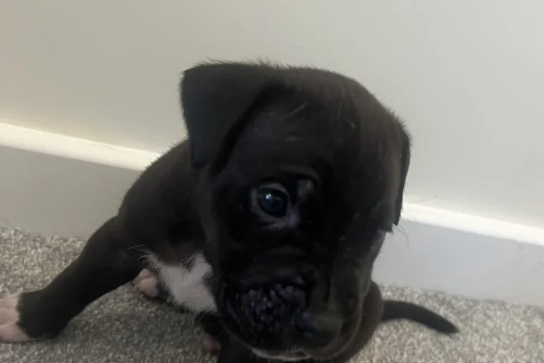 Cane Corso