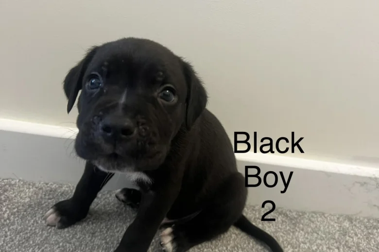 Cane Corso