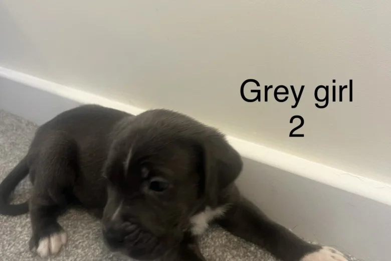 Cane Corso