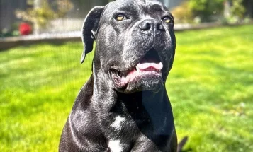 Cane Corso