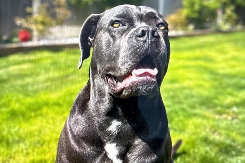Cane Corso