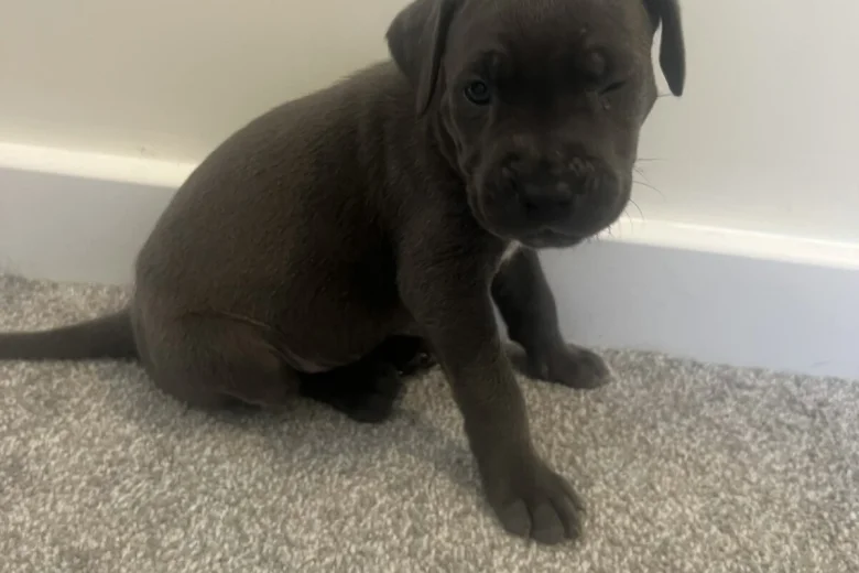 Cane Corso
