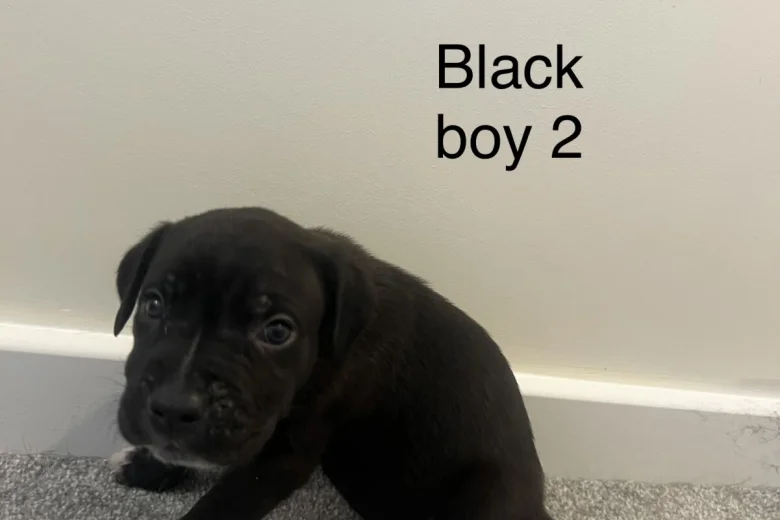 Cane Corso
