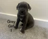 Cane Corso