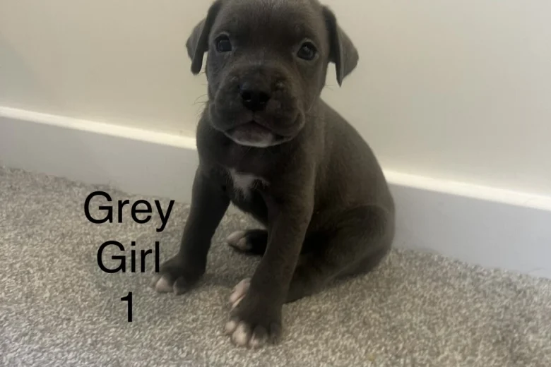 Cane Corso