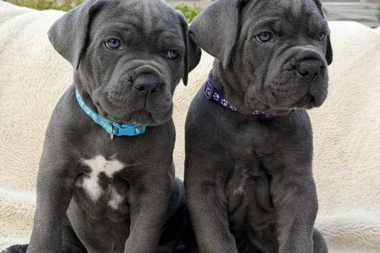 Cane Corso