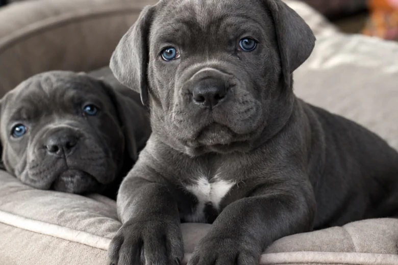 Cane Corso
