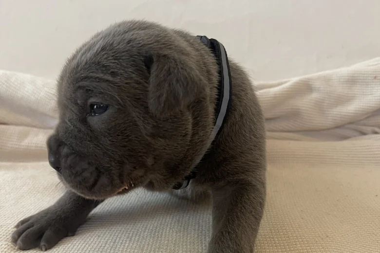Cane Corso