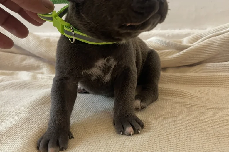 Cane Corso
