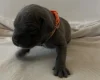 Cane Corso