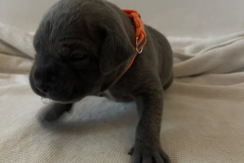 Cane Corso