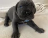 Cane Corso