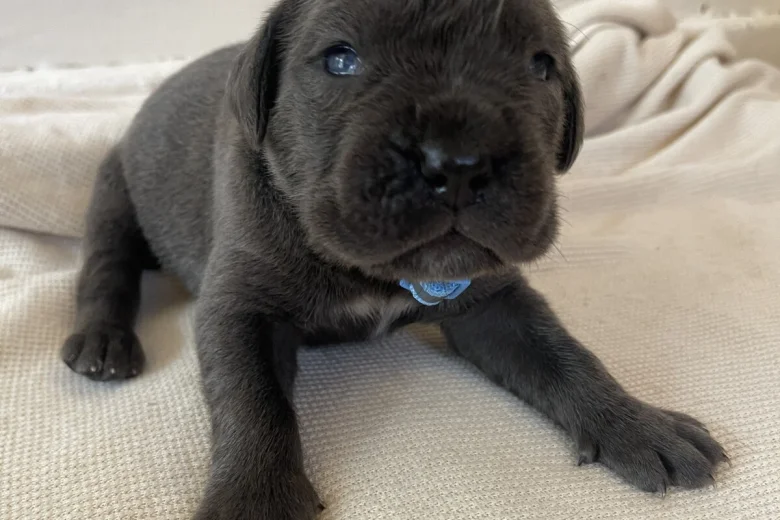 Cane Corso