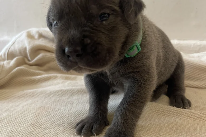 Cane Corso