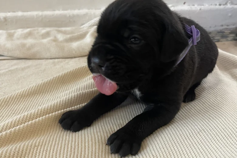 Cane Corso