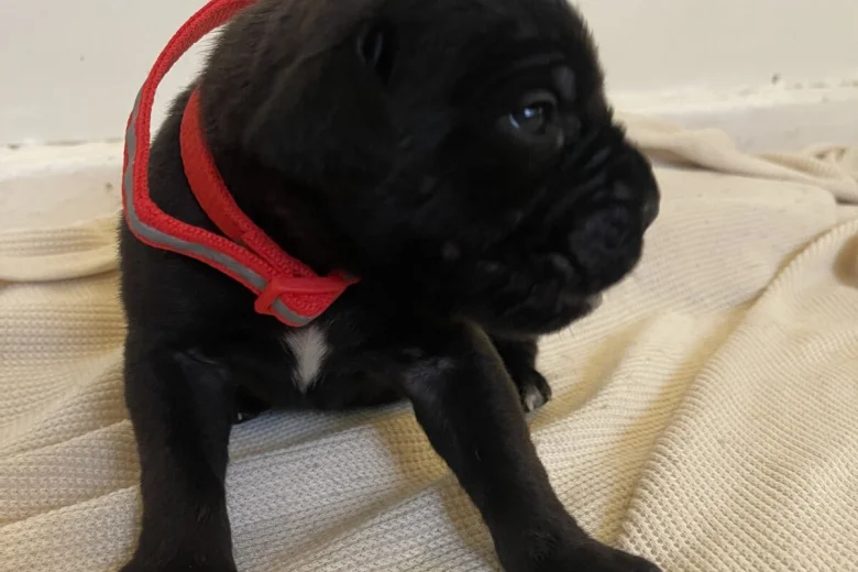 Cane Corso