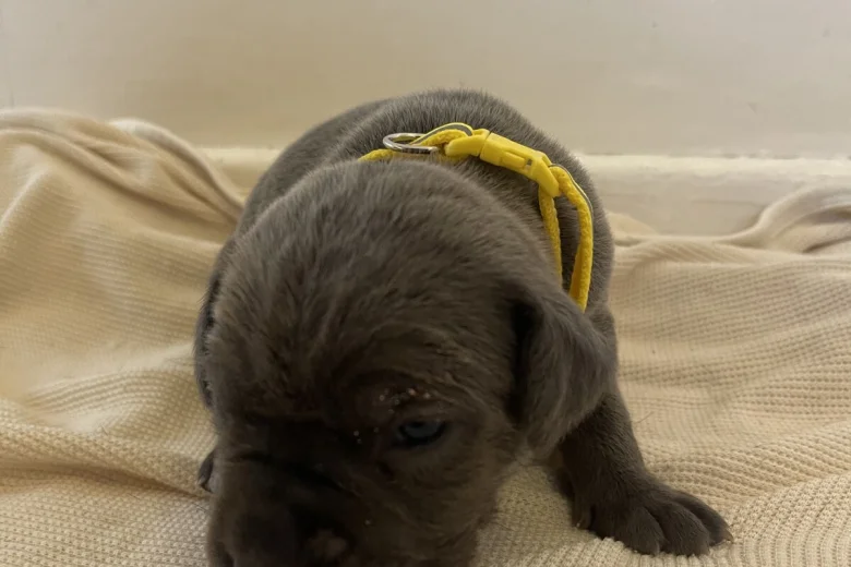 Cane Corso